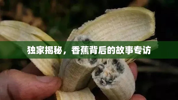 独家揭秘,香蕉背后的故事专访