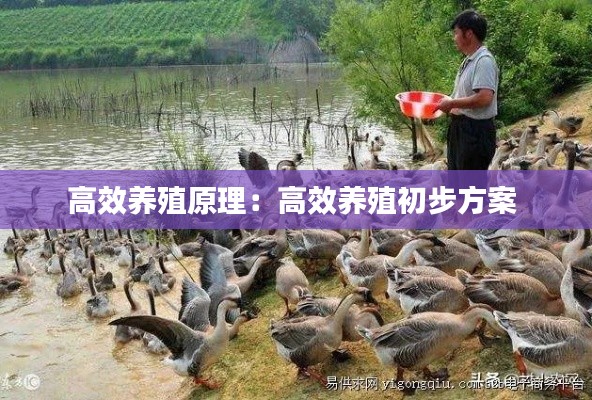 高效养殖原理：高效养殖初步方案 
