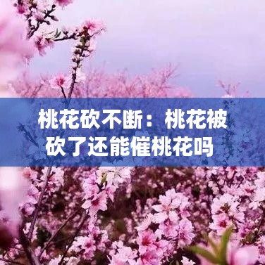 桃花砍不断：桃花被砍了还能催桃花吗 