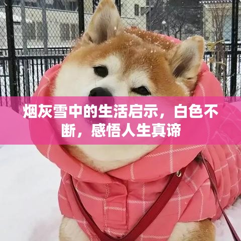 炊粱跨卫 第2页