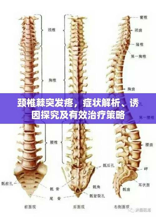 鸟吏鳖官